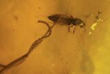 Fossil Caddisflies (Trichopterae) & A Spider (Aranea) In Baltic Amber #105511-3